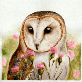 Сова неясыть