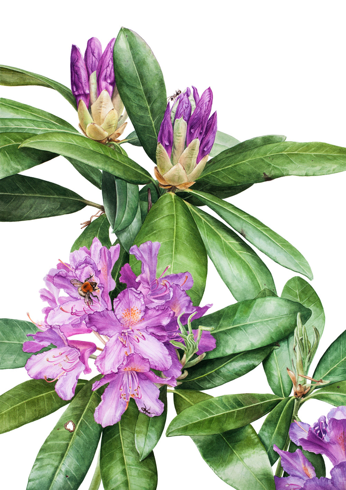 Понтийский рододендрон