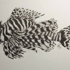 Крылатка -зебра