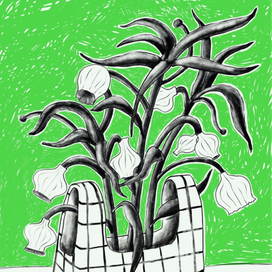 Сухоцветы в горшке 