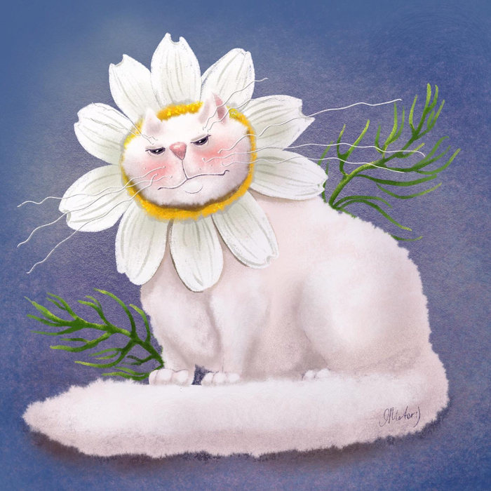 Ромашка домашняя, Недовольная