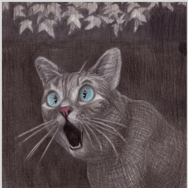 Кот удивлен