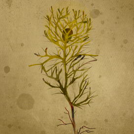 Цветы Красной Книги Украины