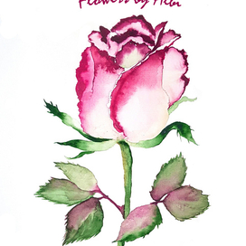 Роза