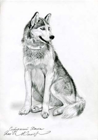 Сибирский хаска