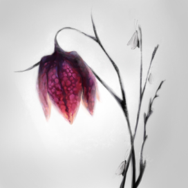 Рябчик Шахматный