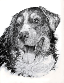 бернская овчарка