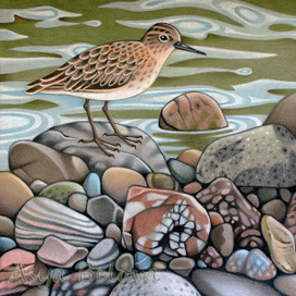 Кулик и  камешки.