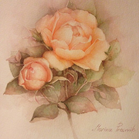 Чайная роза