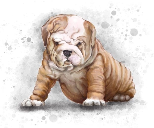 buldog puppy