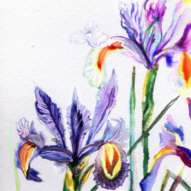 Ирисы