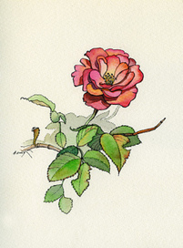 дачные зарисовки