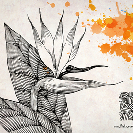 Открытка "Стрелиция"