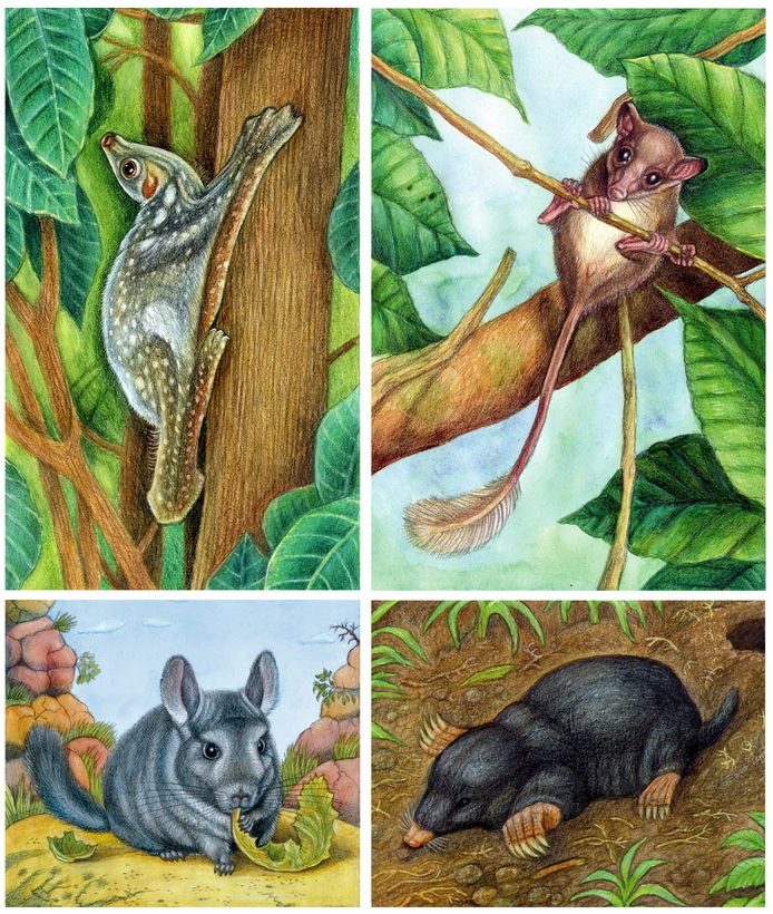 Шерстокрыл, тупайя, шиншилла, крот.