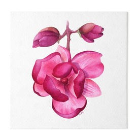 фиолетовая магнолия, тюльпановое дерево, лориодендрон тюльпановый