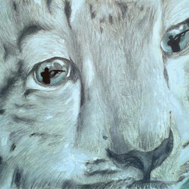 Плакат к конкурсу об охране снежных барсов