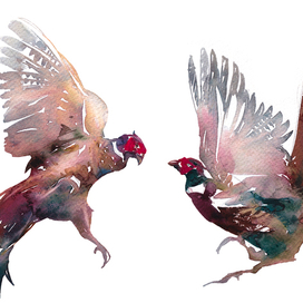 Бой фазанов