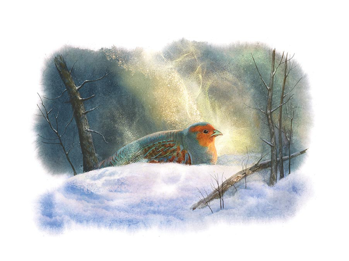 Маленькая концовочка "Куропатка"