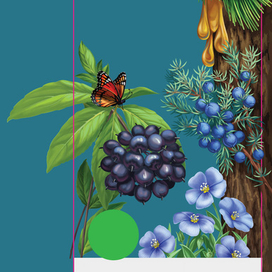 Ботаническая иллюстрация