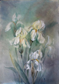 Белые ирисы