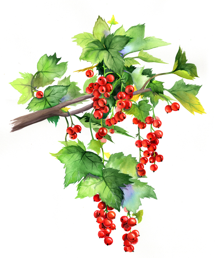 Красная смородина