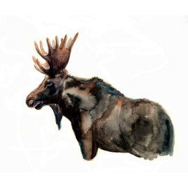 Elk