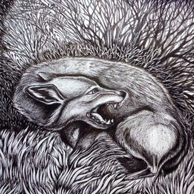 Из жизни животных-наблюдения 2