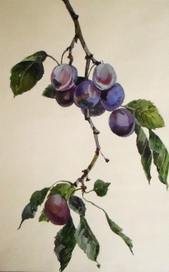 Ветка сливы