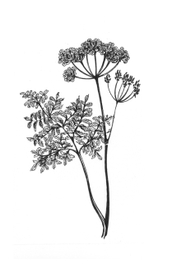 Иллюстрация к сборнику хокку - 4