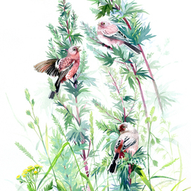 Урагусы на полыни