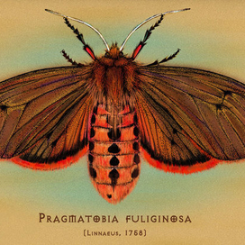 Медведица-толстянка бурая