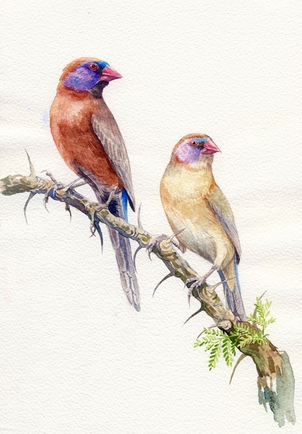 Гранатовые астрильды