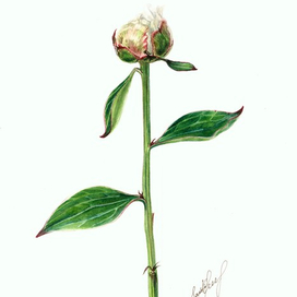 Бутон пиона