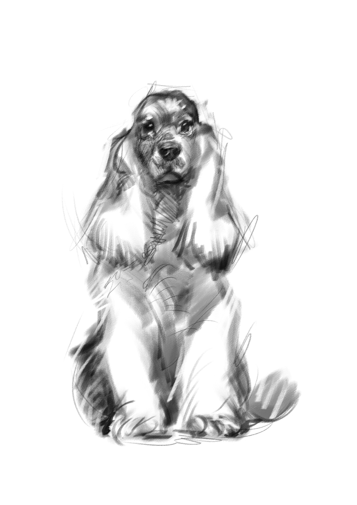 наброски собак- Английский кокер-спаниель1