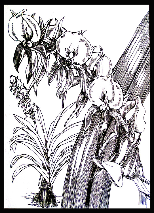 Методическое пособие к комплекту наглядных пособий по биологии "Растение и окружающая среда"