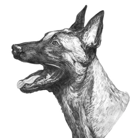                               Рисунки к выставке собак