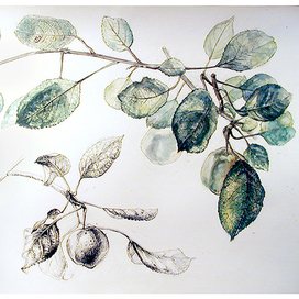 Ботанические зарисовки: яблоня