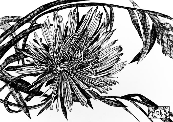 Астра золотая