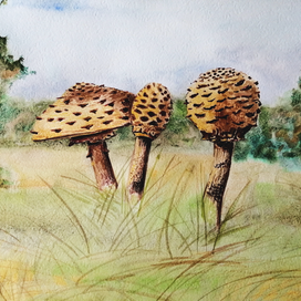 "Зонтик пестрый"