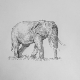 Слон 