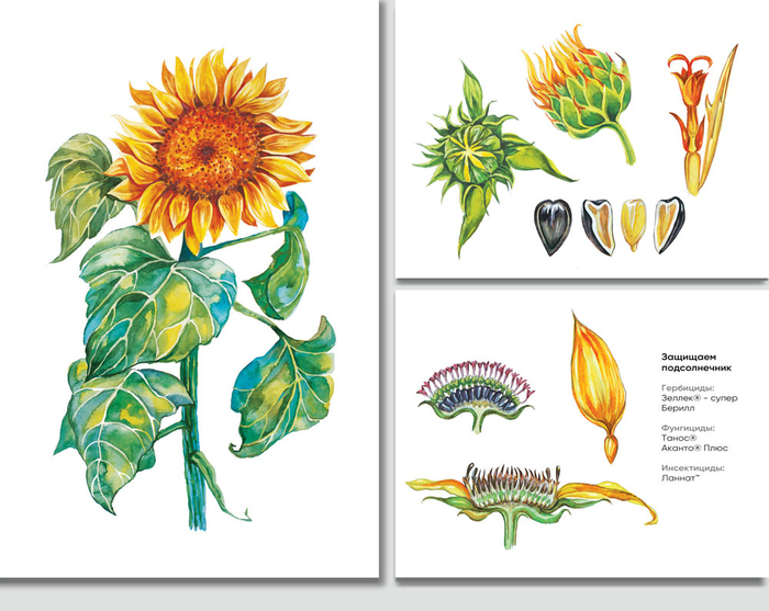 Подсолнух. Для календаря.