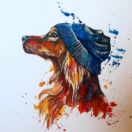 Ирландский сеттер