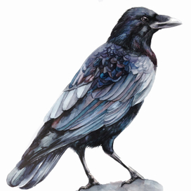 Ворон на камне