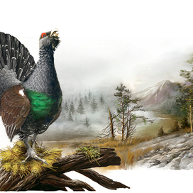 КЕДРИН. ГЛУХАРЬ