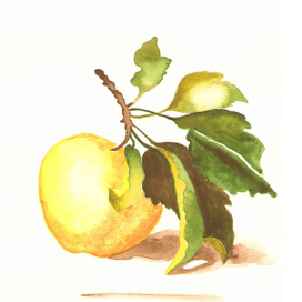 Осенее яблочко