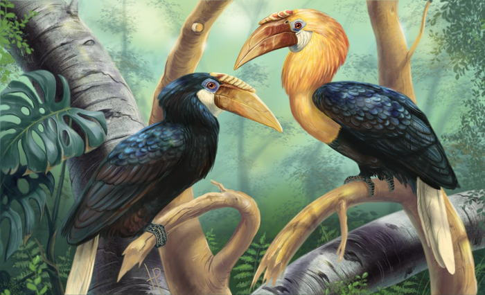 Папуанские калао