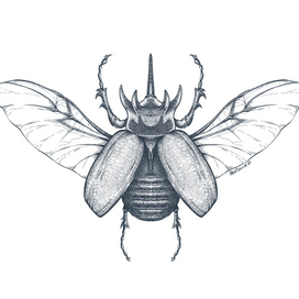 Вьетнамский жук-носорог