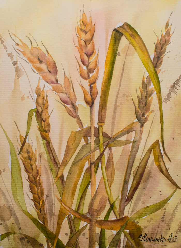 Колосья пшеницы. Сухоцветы