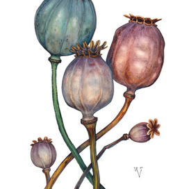 Коробочки мака