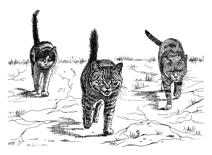 Иллюстрация для книги "Кошкин город. Бродяцие истории". Издательство Аквилегия-М